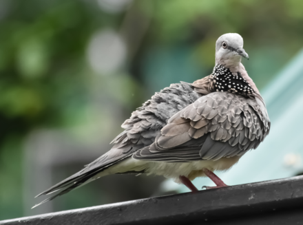 Pikat Burung Tekukur Mp3