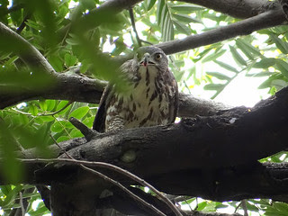 鳳頭蒼鷹/無限台南