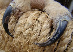 Sylvester close up talons