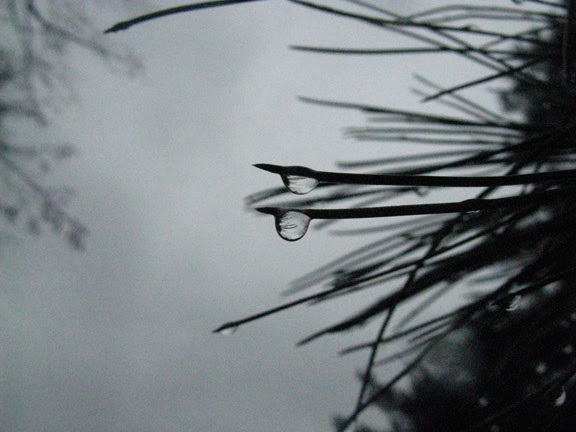 rain drops