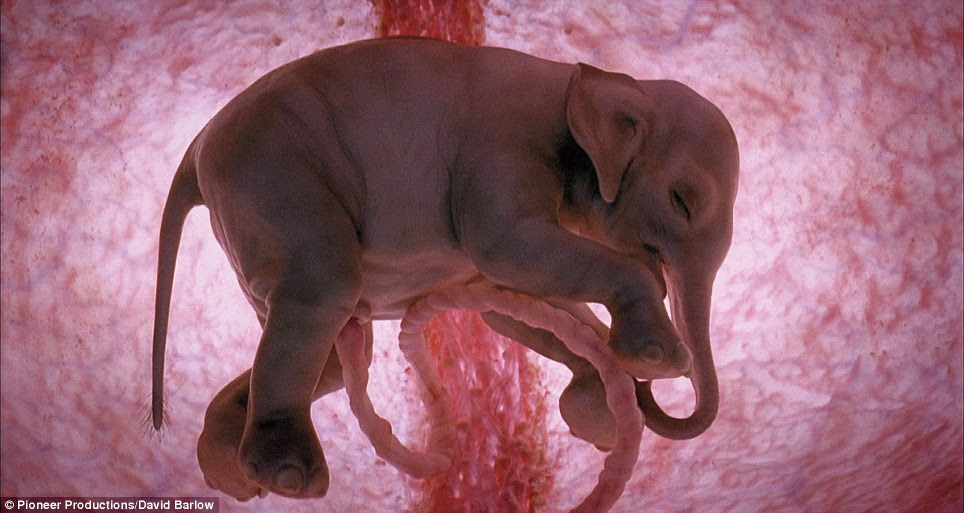 An Asian elephant fetus after 12 months in the womb, getting ready to take her first heavy steps in the world