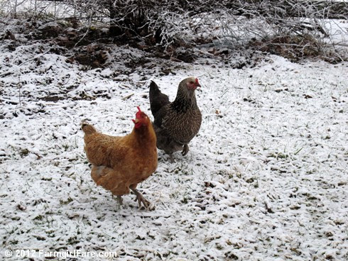 Chickens on snow 1 - FarmgirlFare.com