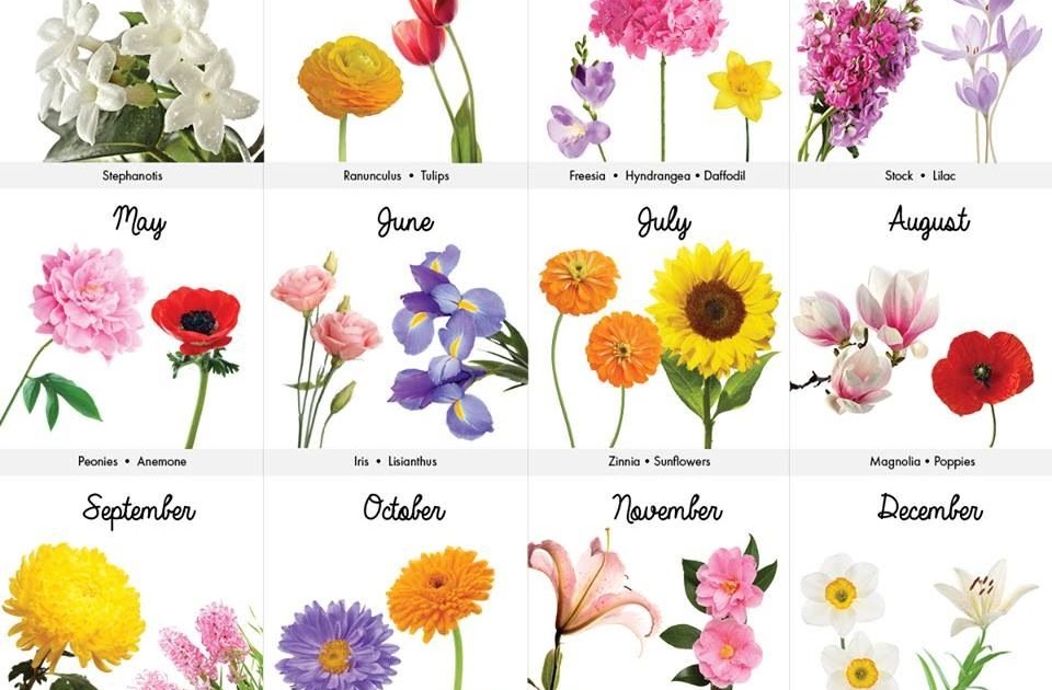 Corki Dialogue: Wild Flowers For Each Month / Watercolor Birth Flowers ...