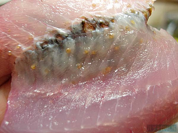 イメージカタログ フレッシュ スズキ 寄生 虫