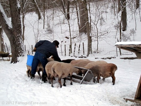 Snowy day at the sheep barn 7 - FarmgirlFare.com