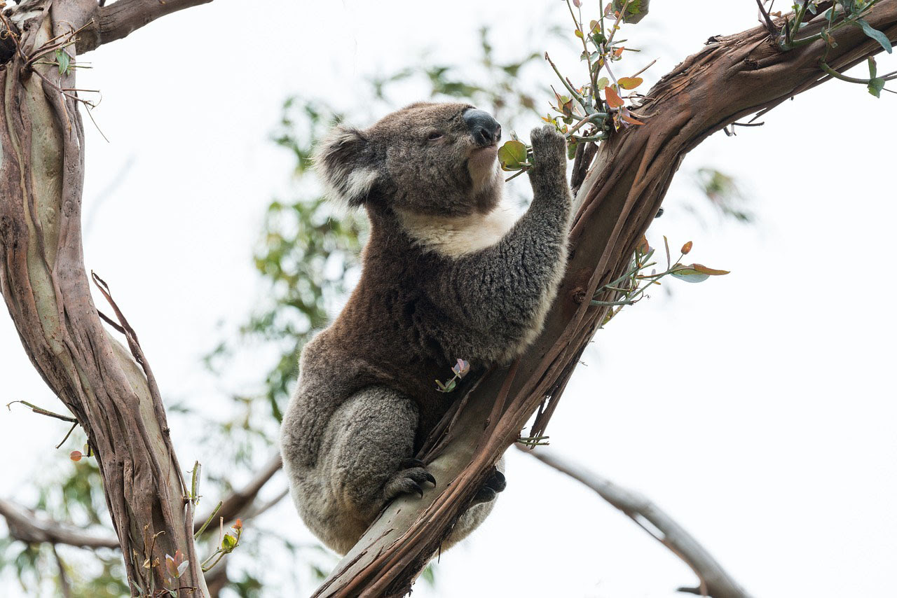 More on koala monitoring: Brad Law I Australian Rural & Regional News