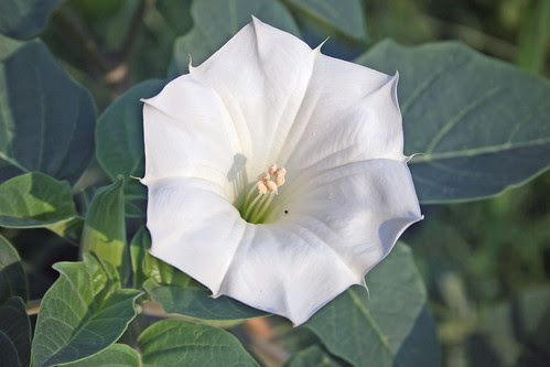 datura3