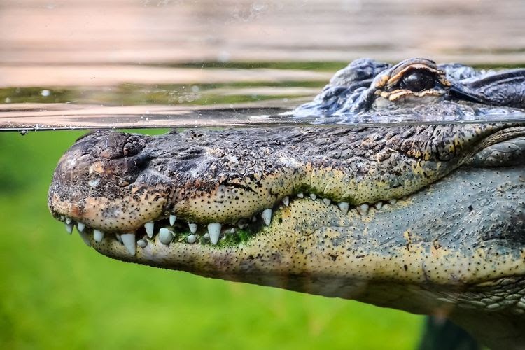 28 Mimpi buaya besar dan kecil