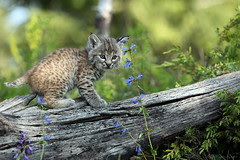 Bobcat Baby