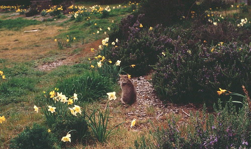 kitty in the daffodils