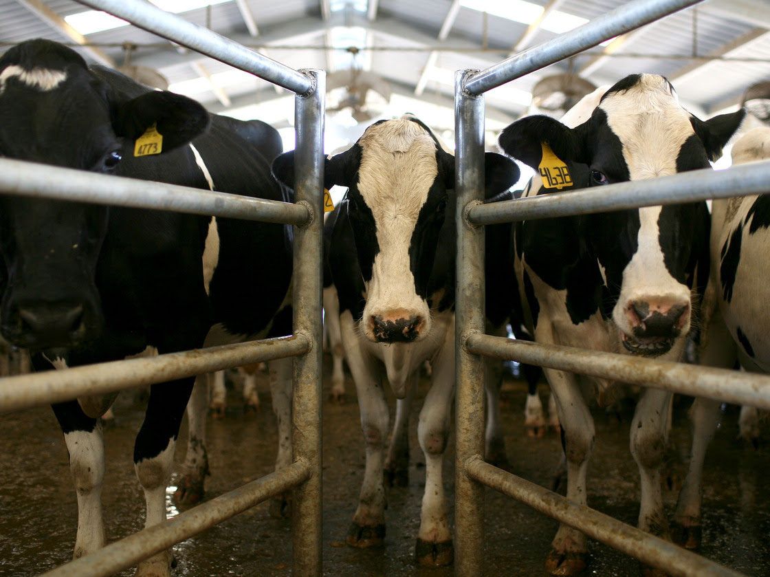 OMS pide prohibir los antibióticos para estimular el crecimiento de animales en granjas
