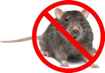 Keep Mice And Rodents Out Of Your Rv Mouse Free Autos Post Keep Mice And Rodents Out Of Your Rv Mouse Free Autos Post