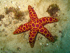 Sea Star