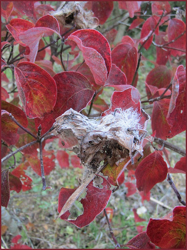 16 spider net in frost
