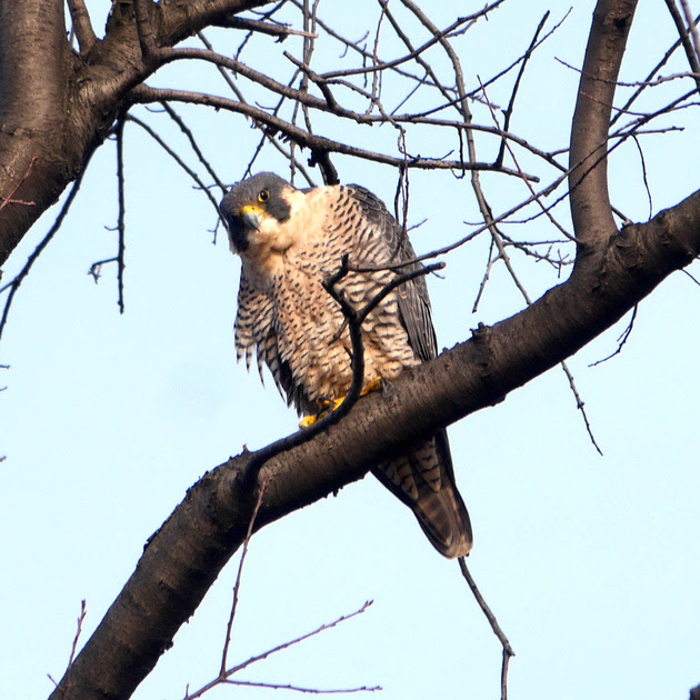 Ed Gaillard: birds &emdash; Peregrine Falcon, Central Park
