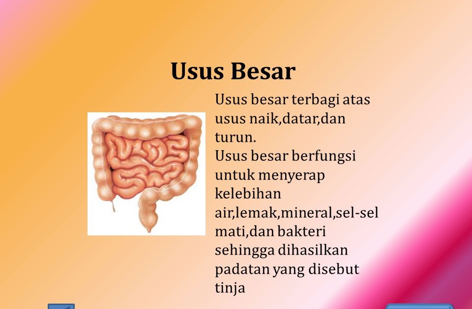 Bagian organ pencernaan manusia yang berfungsi untuk menyerap sari sari makanan adalah