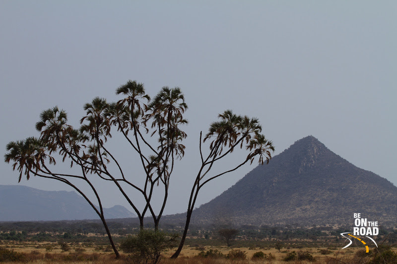 The Doum Palms such as this dot the Samburu landscape