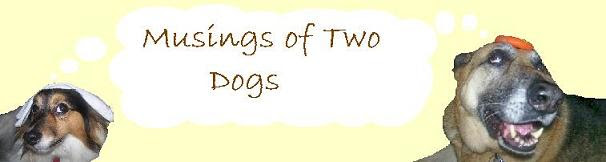 Musings of Two Dogs