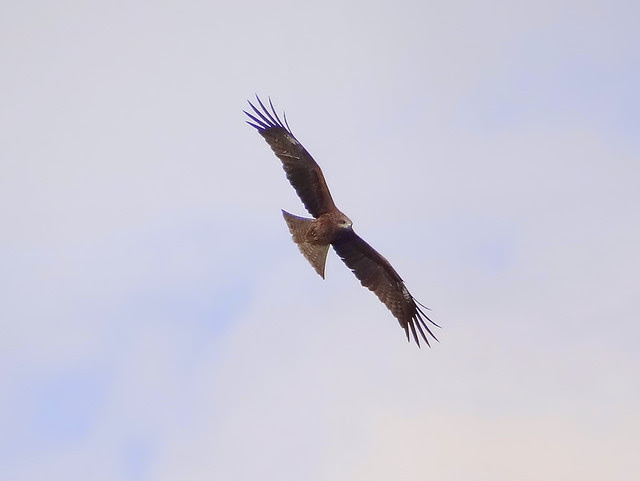 黑鳶、老鷹/無限台南