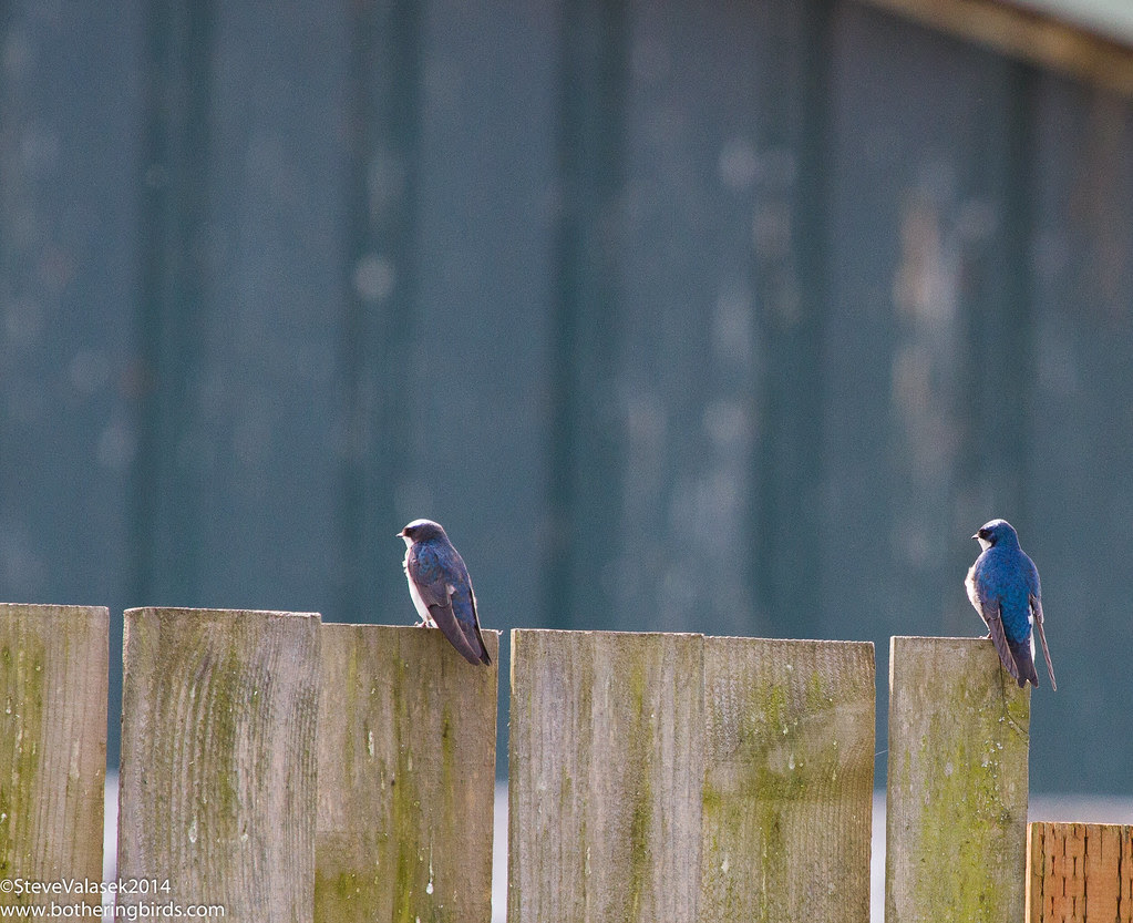 Tree Sparrows
