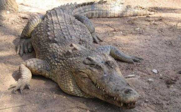 crocodilo-de-agua-salgada-maiores-animais-do-mundo-blog-defensores-da-natureza