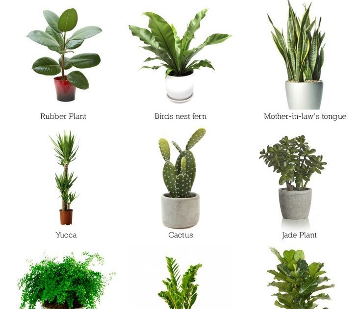 large low maintenance outdoor plants
