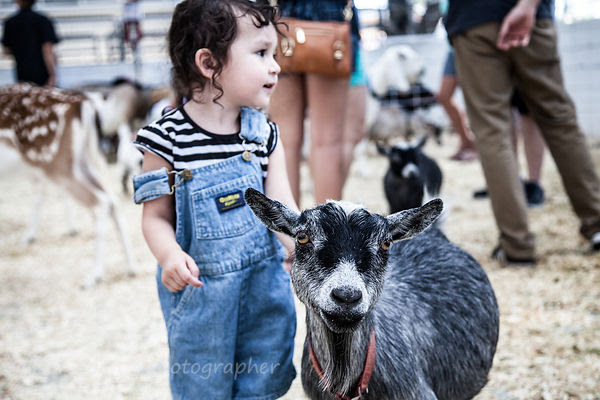 Petting Zoo