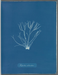 Polyides rotundus. Digital ID: 419712. New York Public Library Polyides rotundus. Digital ID: 419712. New York Public Library