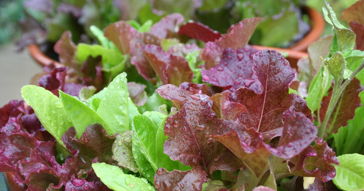 How To Harvest Leaf Lettuce From Garden - Pin on Garden - How to