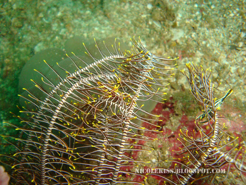 coral shrimp hiding