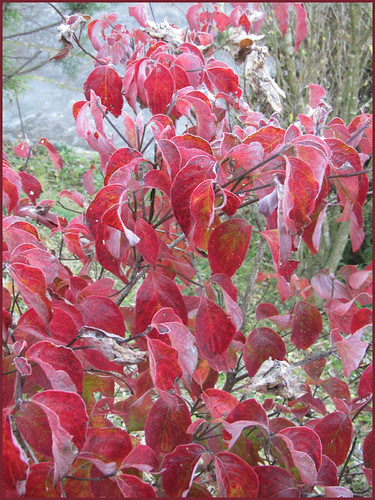 15 red leaves