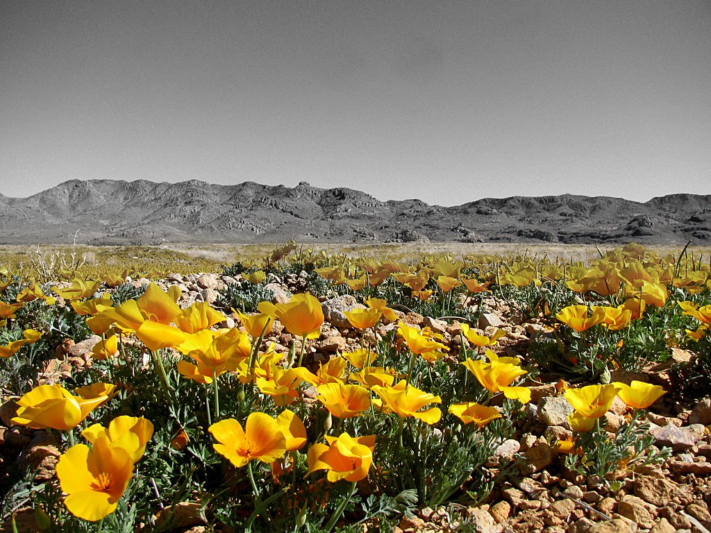 A Gradient of Poppies in the San Simon Valley