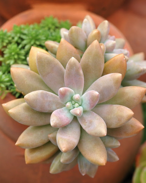 愛花人集合 多肉植物手記066 秋麗