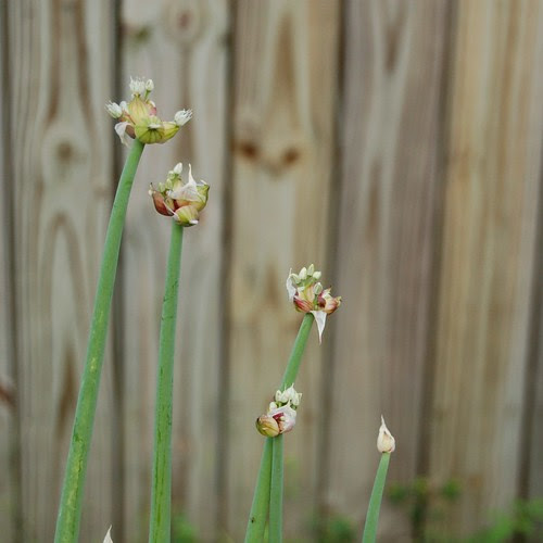 Walking onions nicely sprouted