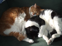 Cat ball
