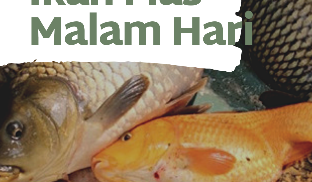 Cara Mancing Ikan Mas Rajin Belajar