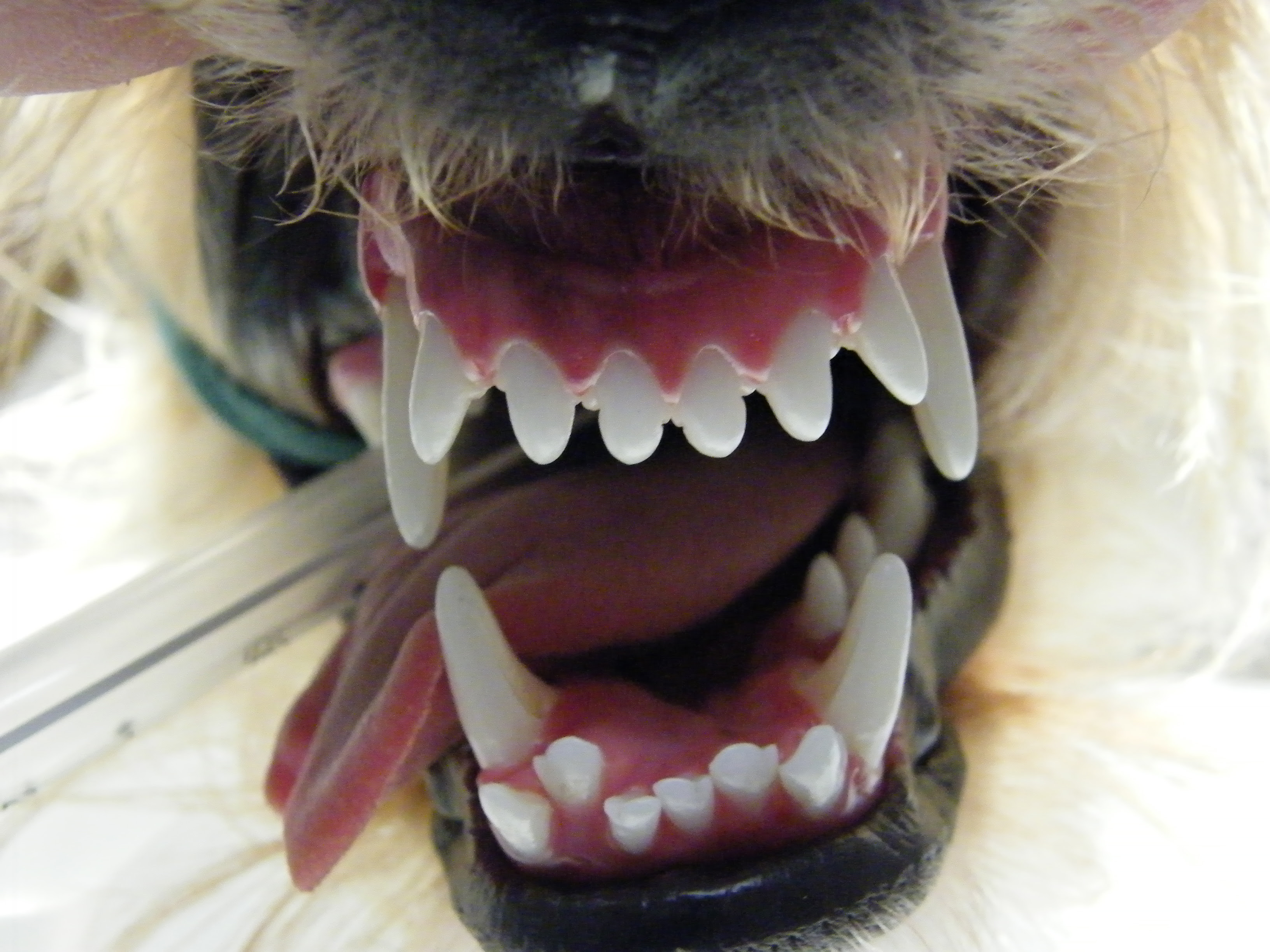 hunde zahnspange