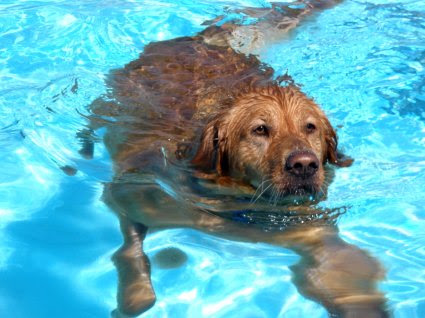 Digby takes his swimming seriously