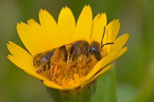 Bee in a Cup #1