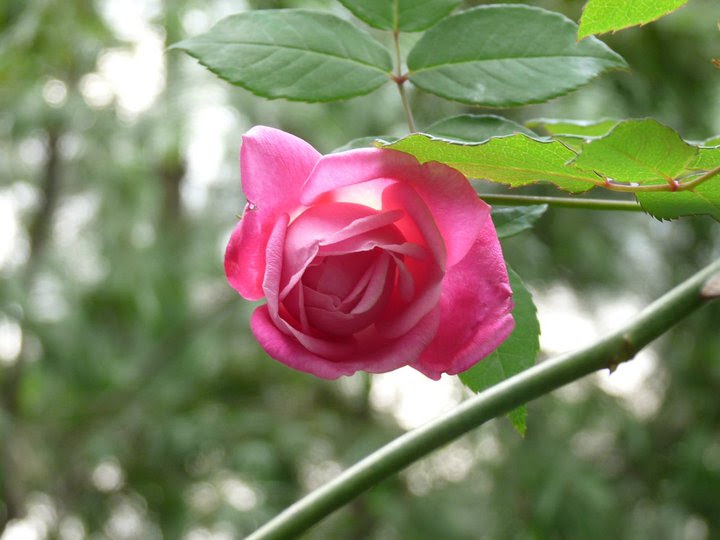 16 Gambar Bunga Mawar Merah Jambu  Richa Gambar 