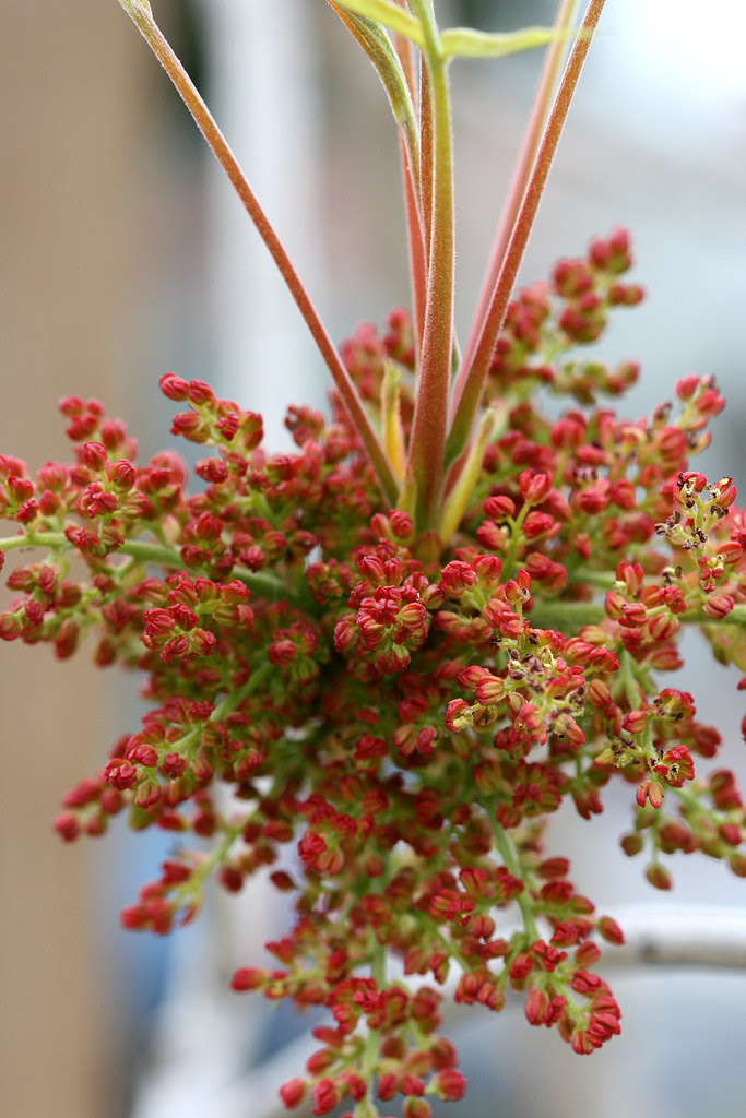 Pistache chinensis