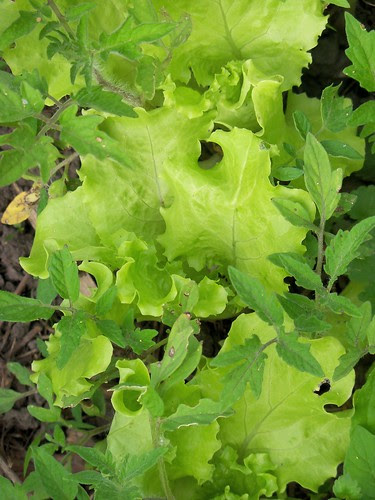 Lettuce