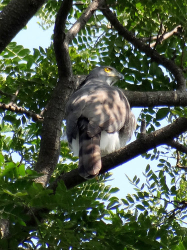 鳳頭蒼鷹/無限台南