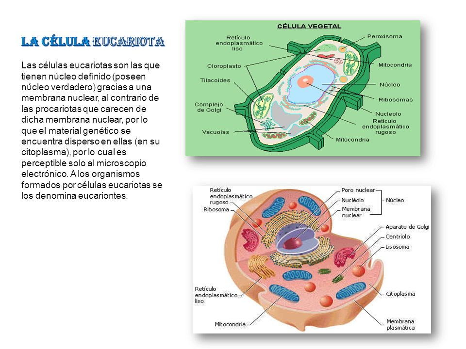 Que Es El Nucleo De La Celula Eucariota Compartir Celular