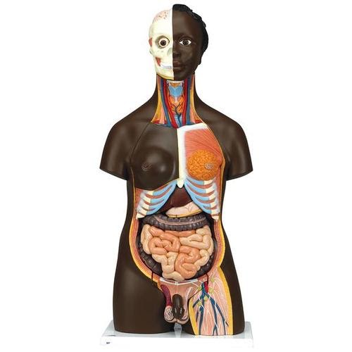 Anatomy Human Torso Model Labeled - Torso Model Altay Pierce College