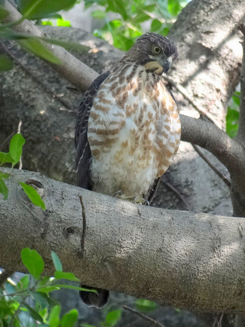 鳳頭蒼鷹/無限台南