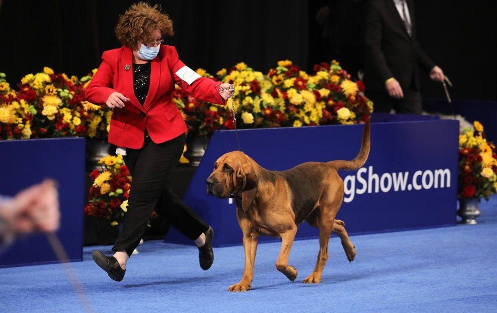 Thanksgiving 2020 Dog Show trendsnewsnowblogx3