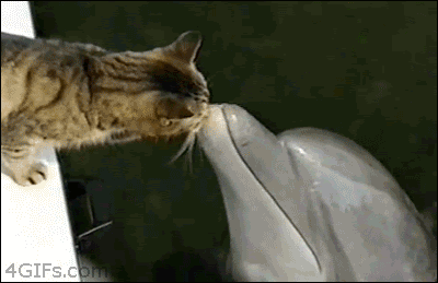 Cat-nuzzles-dolphin