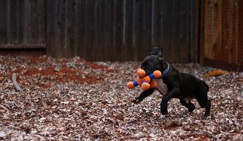 Sherman Can Sorta Run