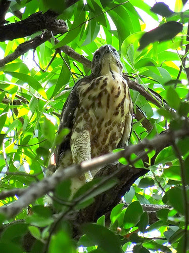 鳳頭蒼鷹/無限台南
